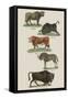 Animals-null-Framed Stretched Canvas