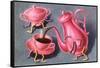 Animated Coffee Pot and Cup-null-Framed Stretched Canvas