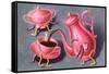 Animated Coffee Pot and Cup-Found Image Press-Framed Stretched Canvas