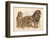 Animaux d'Afrique, Lion-null-Framed Art Print