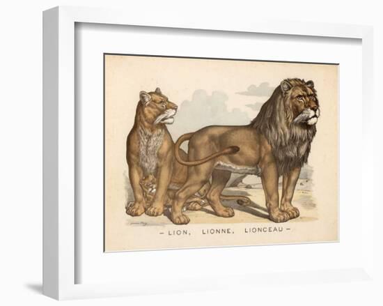 Animaux d'Afrique, Lion-null-Framed Art Print