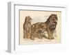 Animaux d'Afrique, Lion-null-Framed Art Print