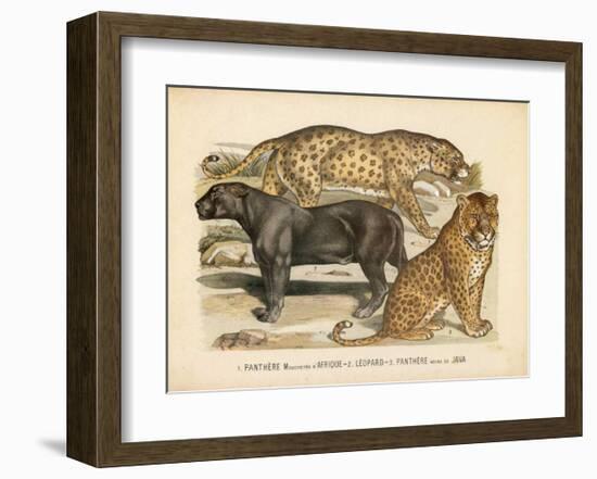 Animaux d'Afrique, Panthere-null-Framed Art Print