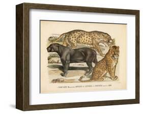 Animaux d'Afrique, Panthere-null-Framed Art Print