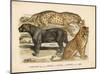 Animaux d'Afrique, Panthere-null-Mounted Art Print