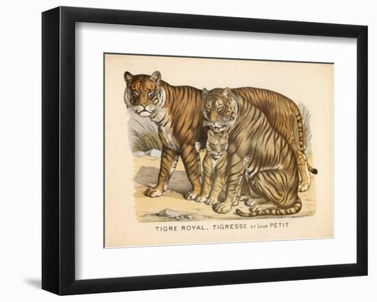 Animaux d'Afrique, Tigre-null-Framed Art Print