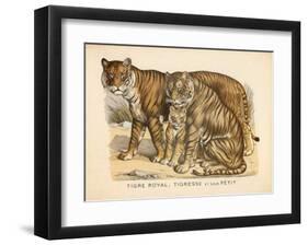 Animaux d'Afrique, Tigre-null-Framed Art Print