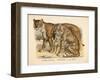 Animaux d'Afrique, Tigre-null-Framed Art Print