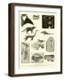 Animaux Fossiles Du Bassin De La Seine-null-Framed Giclee Print