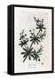 Anise Sugar or Scatteron - Cleavers or Goose Grass, Calium Aparine. Handcoloured Copperplate Engrav-James Sowerby-Framed Stretched Canvas