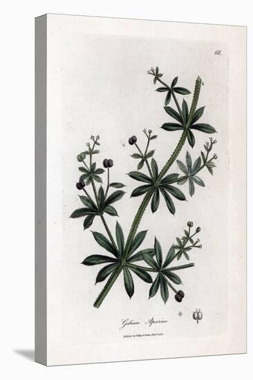 Anise Sugar or Scatteron - Cleavers or Goose Grass, Calium Aparine. Handcoloured Copperplate Engrav-James Sowerby-Stretched Canvas