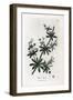 Anise Sugar or Scatteron - Cleavers or Goose Grass, Calium Aparine. Handcoloured Copperplate Engrav-James Sowerby-Framed Giclee Print