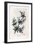 Anise Sugar or Scatteron - Cleavers or Goose Grass, Calium Aparine. Handcoloured Copperplate Engrav-James Sowerby-Framed Giclee Print