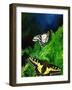 Anise Swallowtail Butterfly, California, USA-David Northcott-Framed Photographic Print