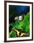 Anise Swallowtail Butterfly, California, USA-David Northcott-Framed Photographic Print