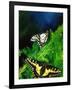 Anise Swallowtail Butterfly, California, USA-David Northcott-Framed Photographic Print