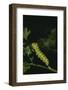 Anise Swallowtail Caterpillar-DLILLC-Framed Photographic Print