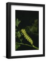 Anise Swallowtail Caterpillar-DLILLC-Framed Photographic Print