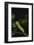 Anise Swallowtail Caterpillar-DLILLC-Framed Photographic Print