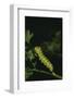 Anise Swallowtail Caterpillar-DLILLC-Framed Photographic Print