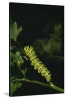 Anise Swallowtail Caterpillar-DLILLC-Stretched Canvas
