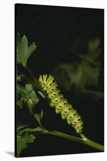 Anise Swallowtail Caterpillar-DLILLC-Stretched Canvas