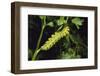 Anise Swallowtail Larvae Climbing a Stem-DLILLC-Framed Photographic Print