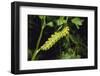 Anise Swallowtail Larvae Climbing a Stem-DLILLC-Framed Photographic Print