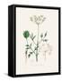 Aniseed (Pimpinella Anisum) Medical Botany-John Stephenson and James Morss Churchill-Framed Stretched Canvas