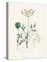 Aniseed (Pimpinella Anisum) Medical Botany-John Stephenson and James Morss Churchill-Stretched Canvas