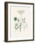 Aniseed (Pimpinella Anisum) Medical Botany-John Stephenson and James Morss Churchill-Framed Photographic Print