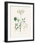 Aniseed (Pimpinella Anisum) Medical Botany-John Stephenson and James Morss Churchill-Framed Photographic Print