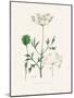 Aniseed (Pimpinella Anisum) Medical Botany-John Stephenson and James Morss Churchill-Mounted Photographic Print
