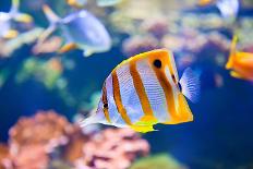 Red Lionfish-anita_bonita-Photographic Print