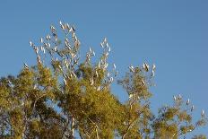 Flock of Bare-Eyed Cockatoos, Little Corellas (Cacatua Sanguinea) in Eucalyptus Trees at Purnululu-Anja Hennern-Mounted Photographic Print