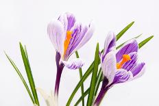 Crocus Flower on White-Anjo Kan-Stretched Canvas