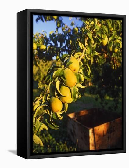 Anjou Pears on Tree Branch-Steve Terrill-Framed Stretched Canvas