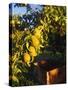 Anjou Pears on Tree Branch-Steve Terrill-Stretched Canvas