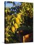 Anjou Pears on Tree Branch-Steve Terrill-Stretched Canvas