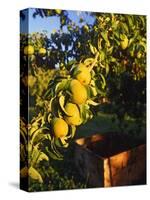 Anjou Pears on Tree Branch-Steve Terrill-Stretched Canvas