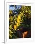 Anjou Pears on Tree Branch-Steve Terrill-Framed Photographic Print