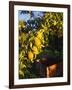 Anjou Pears on Tree Branch-Steve Terrill-Framed Photographic Print