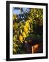 Anjou Pears on Tree Branch-Steve Terrill-Framed Photographic Print