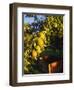 Anjou Pears on Tree Branch-Steve Terrill-Framed Photographic Print