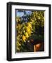 Anjou Pears on Tree Branch-Steve Terrill-Framed Photographic Print