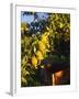 Anjou Pears on Tree Branch-Steve Terrill-Framed Photographic Print