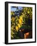 Anjou Pears on Tree Branch-Steve Terrill-Framed Photographic Print