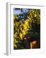 Anjou Pears on Tree Branch-Steve Terrill-Framed Photographic Print