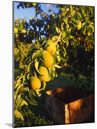Anjou Pears on Tree Branch-Steve Terrill-Mounted Photographic Print