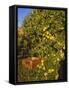 Anjou Pears-Steve Terrill-Framed Stretched Canvas